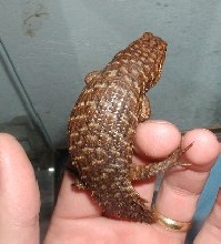 Egernia