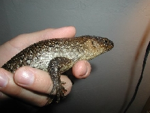 Egernia cu