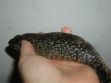 Egernia c