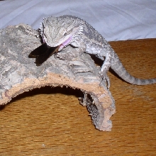 BD eating roach