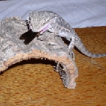 bearded eating B. dubia roach