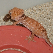 Amyae eating b. dubia roach