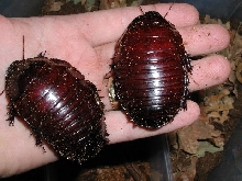 rhino roaches