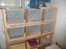 Bug rack