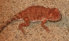 Long tailed earless dragon