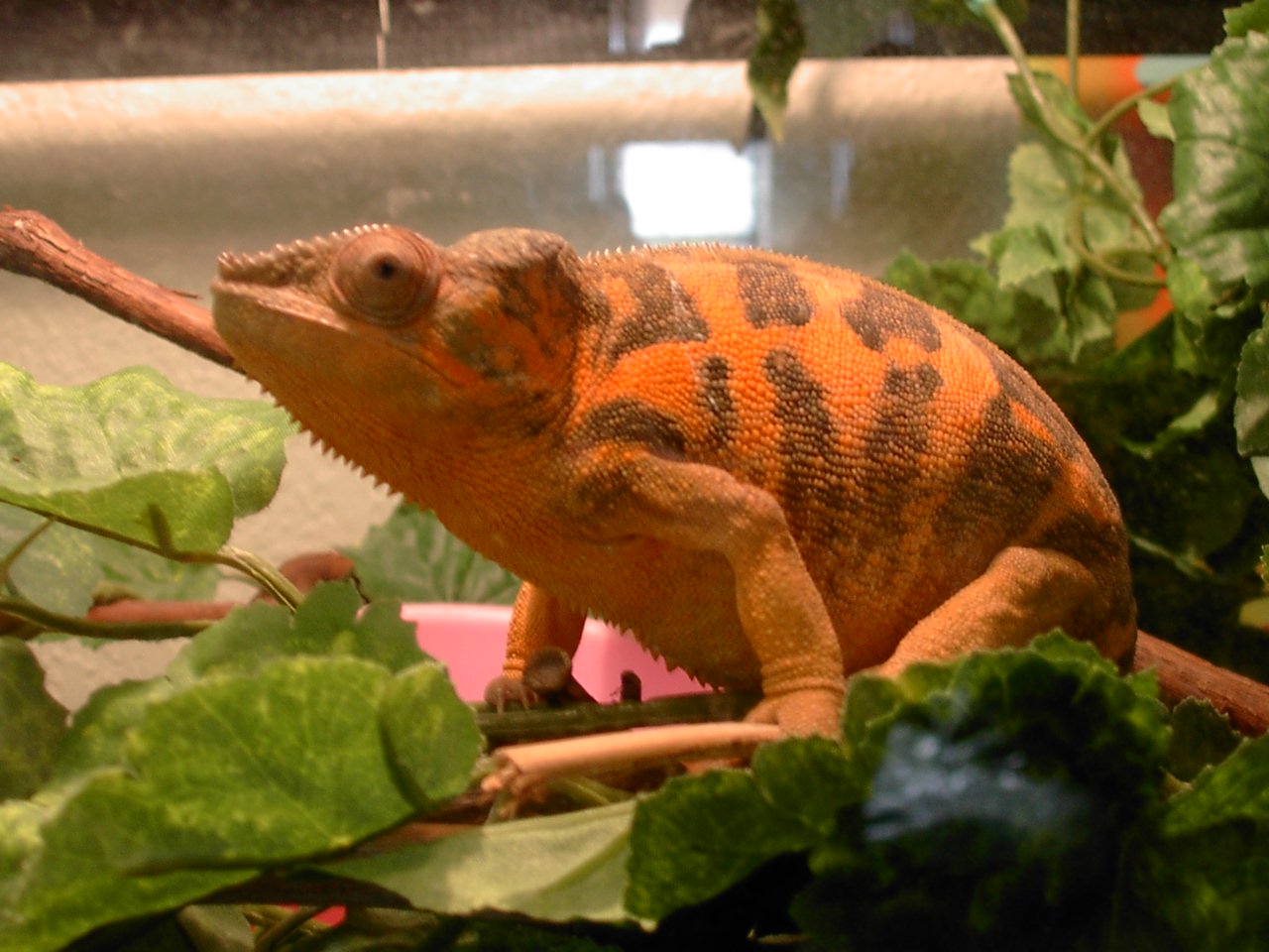 Rainbow-Orange Phase Panther