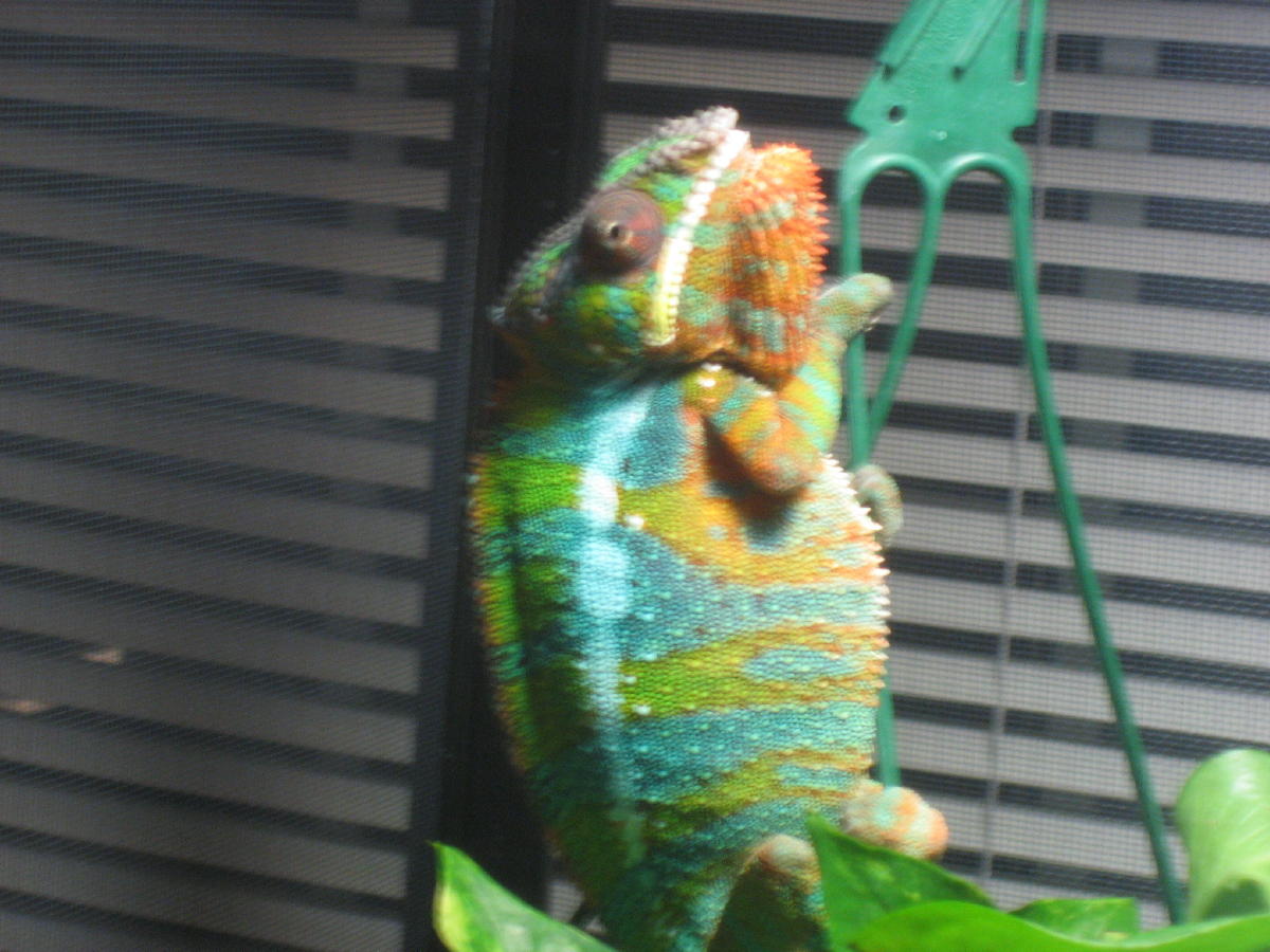 Boyd 1