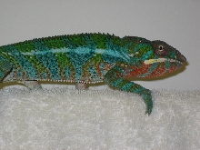 Boyd 3