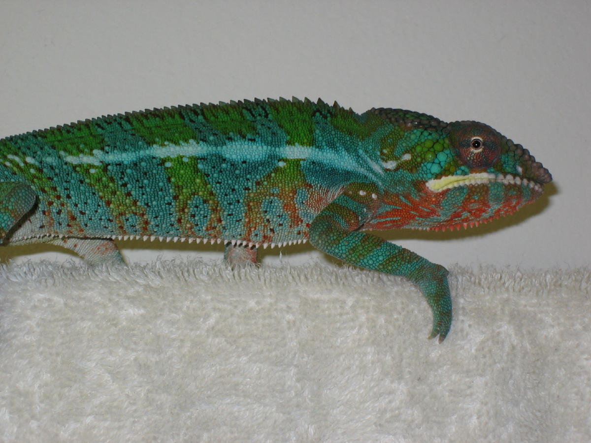 Boyd 3