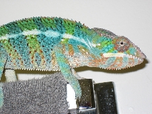 Boyd 5