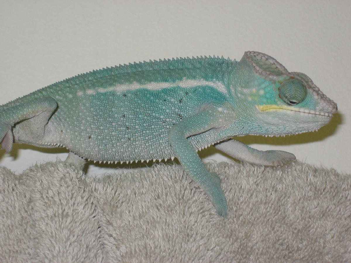 Carter 5
