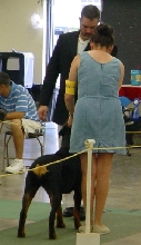 Best in Show Penny