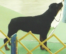 Best in Show PennyR