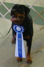 Best in Show Penny