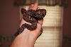 my rainbow boas