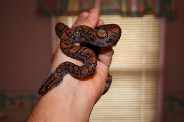 my rainbow boas