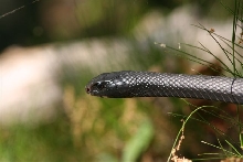 4 foot black racer