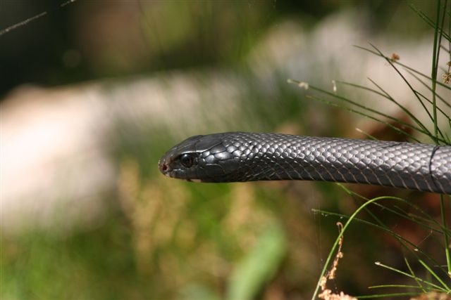 4 foot black racer