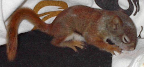 Baby red squirrel