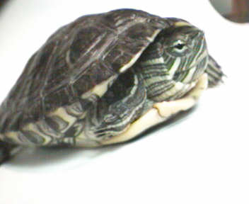 Betsa