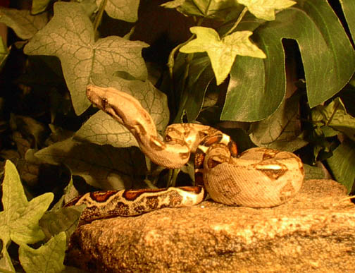 baby boa