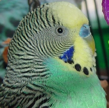 Close up