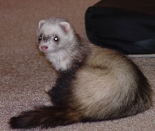Just about to scratch
