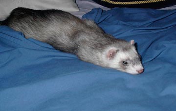 Taking a nap
