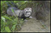 Ferret hole