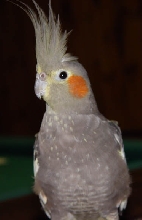 Nelly