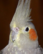 Nelly closeup