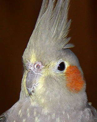 Nelly closeup