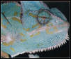 Female Veil
