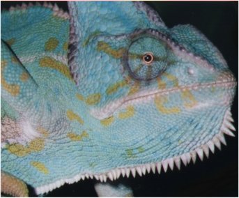 Female Veil