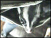 Pocketed glider