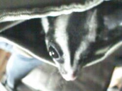 Pocketed glider