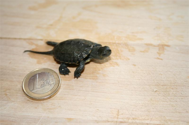 baby Mauremys leprosa