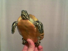 what kind of turtle is this