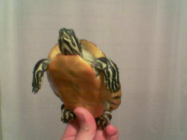 what kind of turtle is this