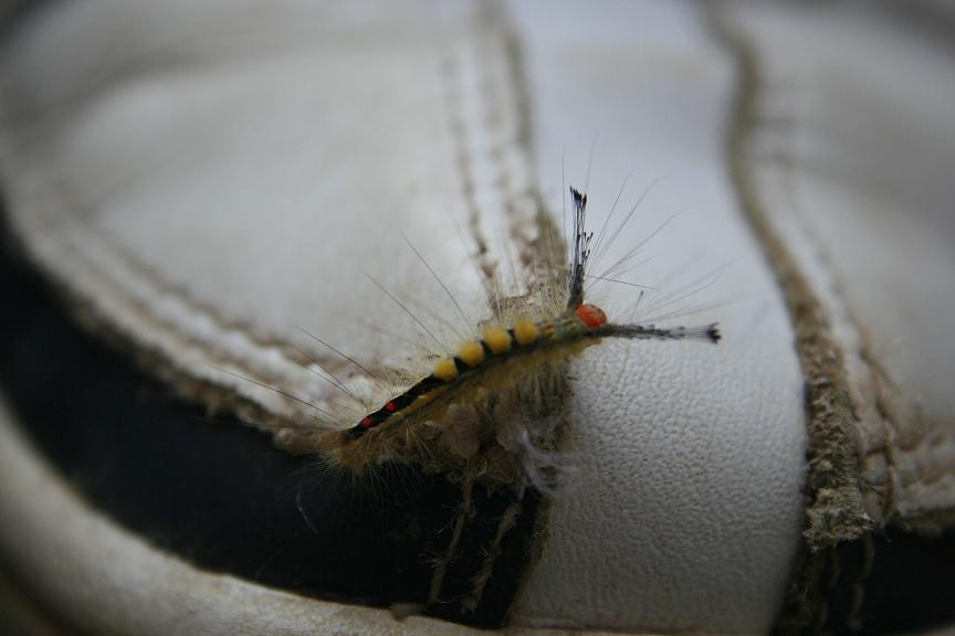 Whitemarked Tussock Moth