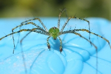 Green Lynx Spider