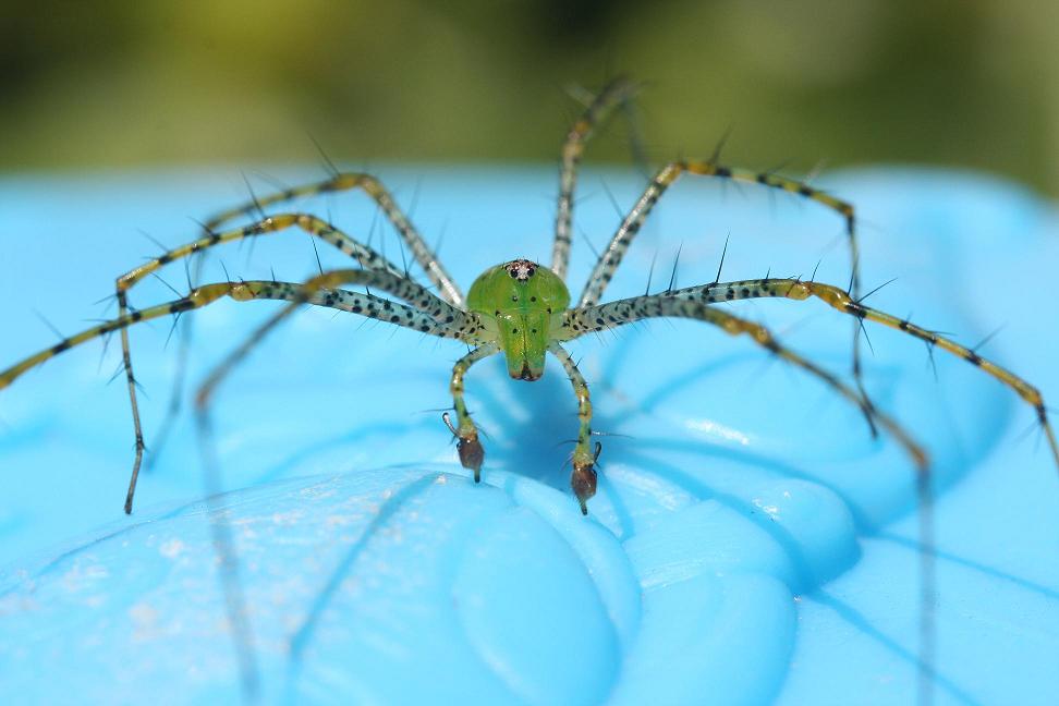 Green Lynx Spider