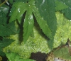 Ceratophrys cornuta
