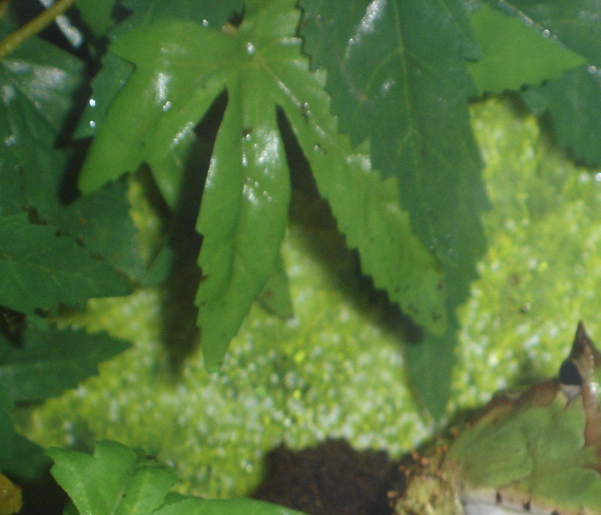 Ceratophrys cornuta
