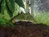 Ceratophrys cornuta