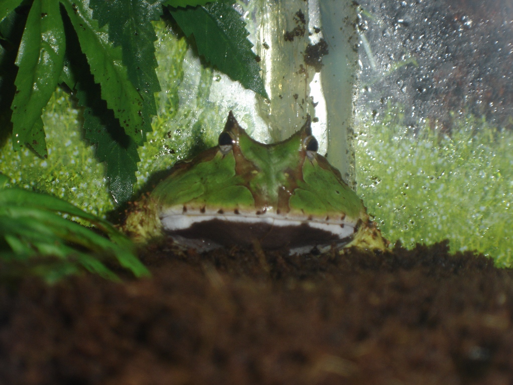 Ceratophrys cornuta