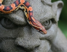 2011 female