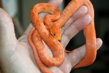 hypo male