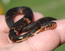 baby broad banded