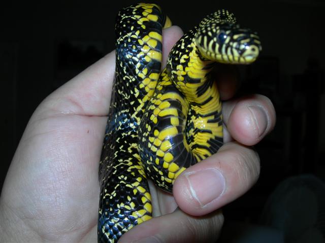 male speck